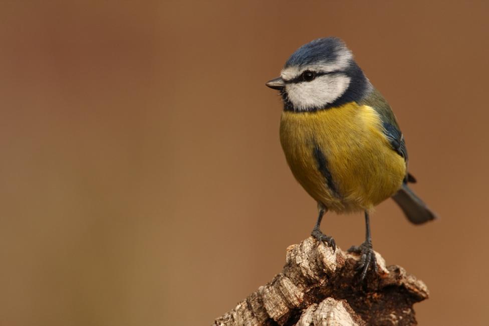 Imagen 30 de la galería de Herrerilo común - Bue tit (Cyanistes caeruleus)